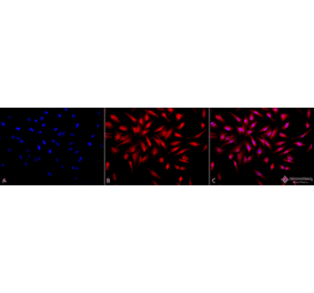 Immunocytochemistry/Immunofluorescence - Anti-ING1 Antibody (A304909) - Antibodies.com
