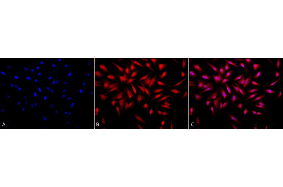 Immunocytochemistry/Immunofluorescence - Anti-ING1 Antibody (A304909) - Antibodies.com