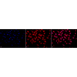 Immunocytochemistry/Immunofluorescence - Anti-ING1 Antibody (A304909) - Antibodies.com