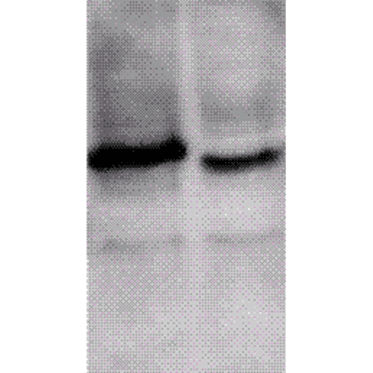 Western Blot - Anti-ING1 Antibody (A304909) - Antibodies.com