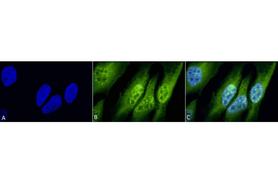 Immunocytochemistry/Immunofluorescence - Anti-ING1 Antibody (A304909) - Antibodies.com