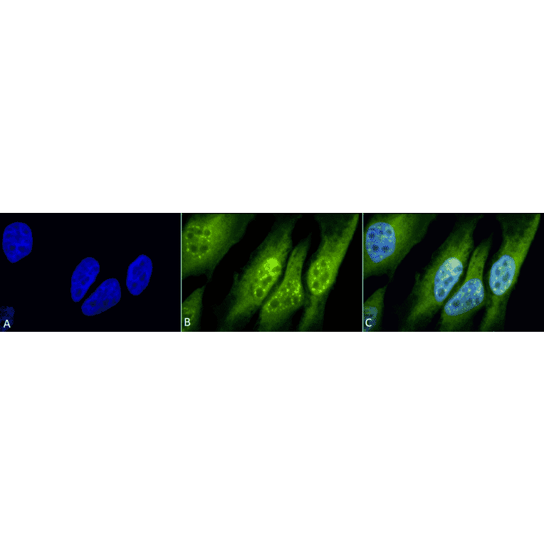 Immunocytochemistry/Immunofluorescence - Anti-ING1 Antibody (A304909) - Antibodies.com