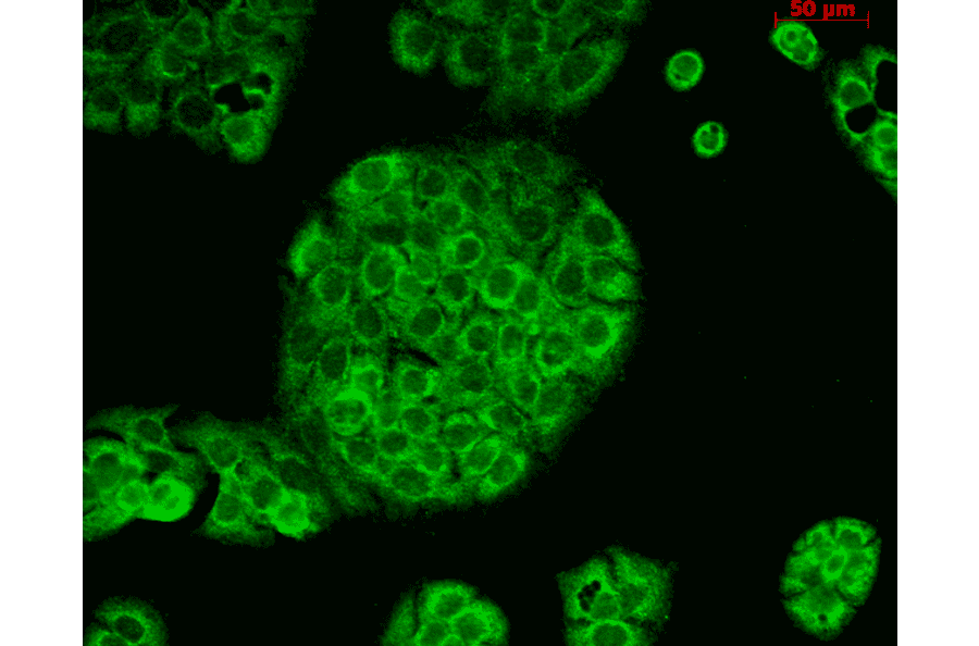 Immunocytochemistry/Immunofluorescence - Anti-CD74 Antibody [PIN.1] (A304910) - Antibodies.com