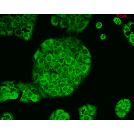 Immunocytochemistry/Immunofluorescence - Anti-CD74 Antibody [PIN.1] (A304910) - Antibodies.com