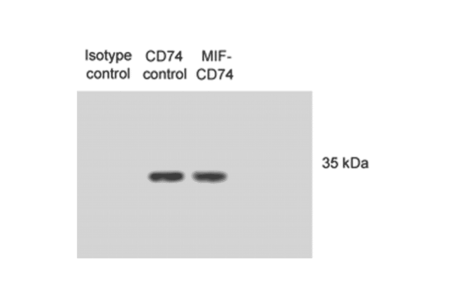 Western Blot - Anti-CD74 Antibody [PIN.1] (A304910) - Antibodies.com