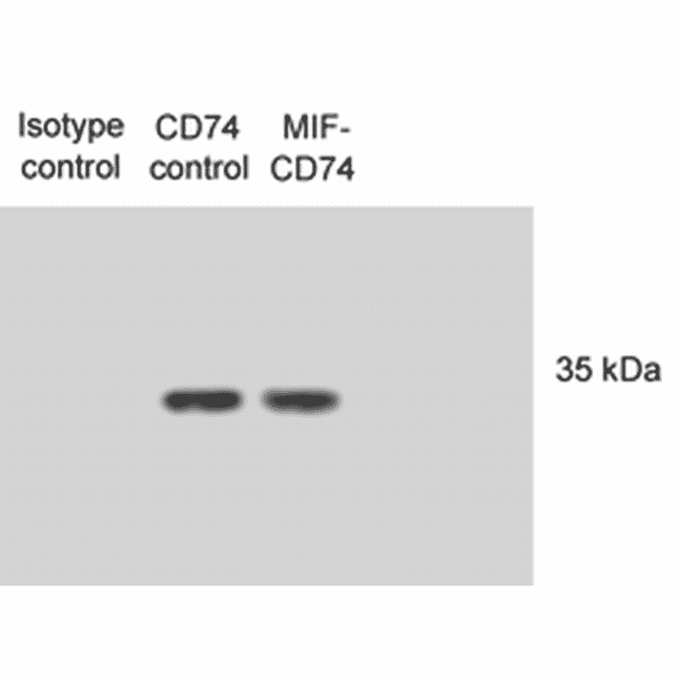 Western Blot - Anti-CD74 Antibody [PIN.1] (A304910) - Antibodies.com