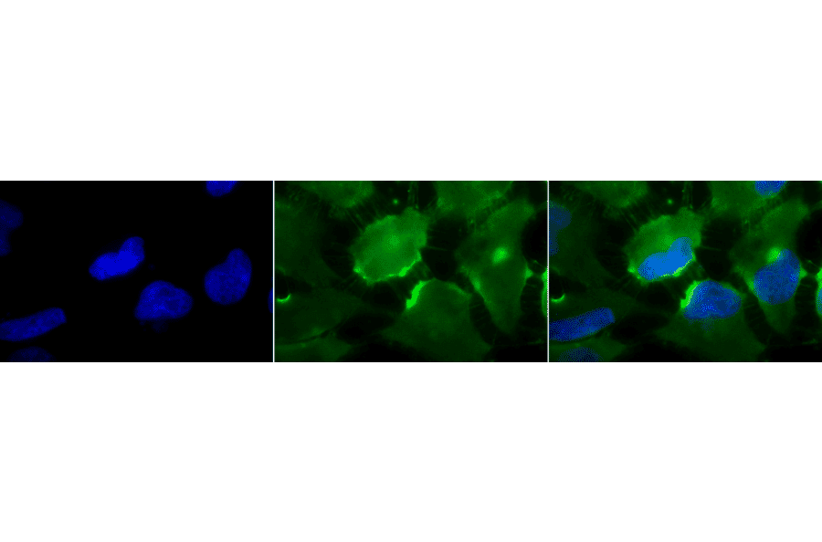 Immunocytochemistry/Immunofluorescence - Anti-CD74 Antibody [PIN.1] (A304910) - Antibodies.com