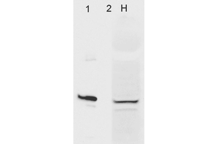 Western Blot - Anti-AHA1 Antibody [4H9-D7] (A304911) - Antibodies.com