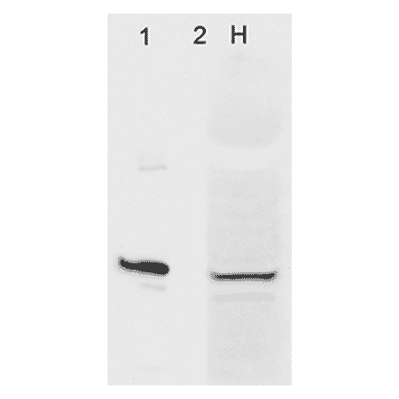 Western Blot - Anti-AHA1 Antibody [4H9-D7] (A304911) - Antibodies.com