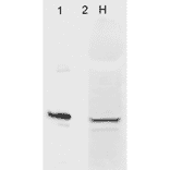 Western Blot - Anti-AHA1 Antibody [4H9-D7] (A304911) - Antibodies.com