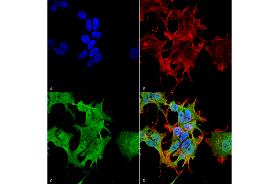 Immunocytochemistry/Immunofluorescence - Anti-AHA1 Antibody [4H9-D7] (A304911) - Antibodies.com