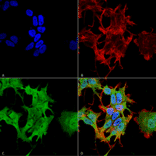 Immunocytochemistry/Immunofluorescence - Anti-AHA1 Antibody [4H9-D7] (A304911) - Antibodies.com