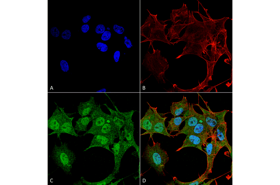 Immunocytochemistry/Immunofluorescence - Anti-ATG4B Antibody (A304912) - Antibodies.com