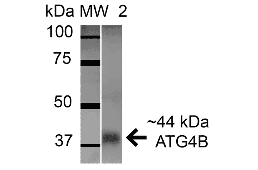 Western Blot - Anti-ATG4B Antibody (A304912) - Antibodies.com