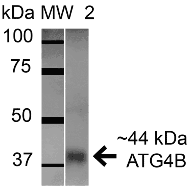 Western Blot - Anti-ATG4B Antibody (A304912) - Antibodies.com