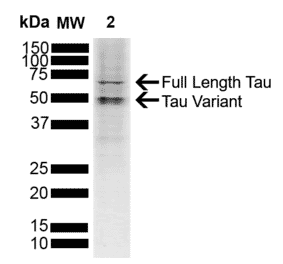 Western Blot - Anti-Tau Antibody (A304913) - Antibodies.com