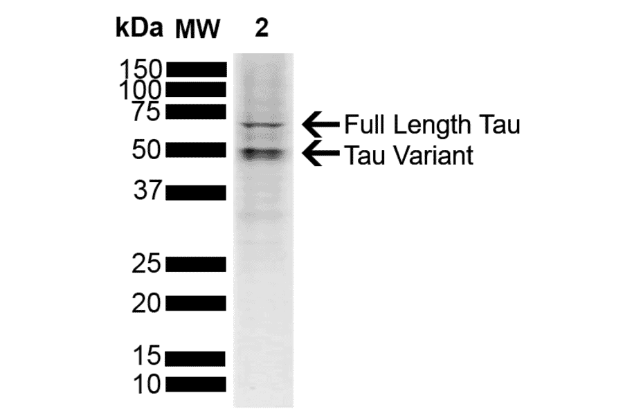 Western Blot - Anti-Tau Antibody (A304913) - Antibodies.com