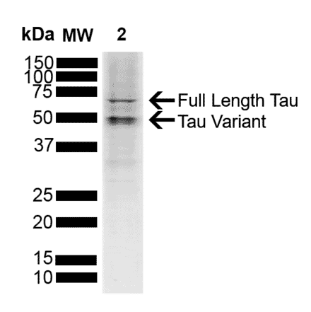 Western Blot - Anti-Tau Antibody (A304913) - Antibodies.com