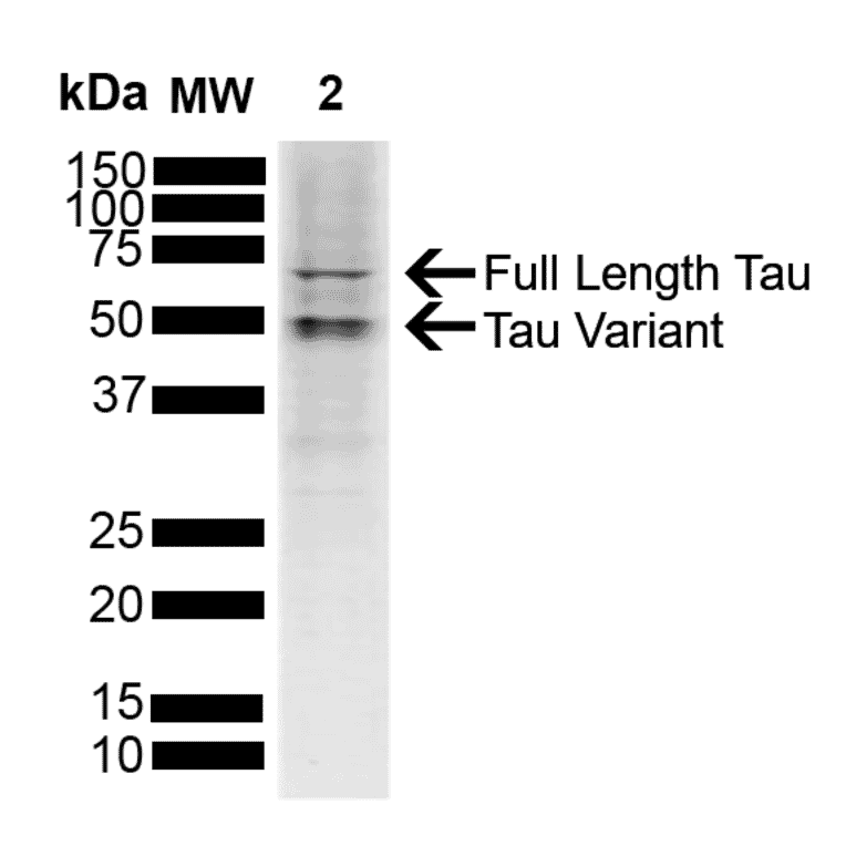 Western Blot - Anti-Tau Antibody (A304913) - Antibodies.com