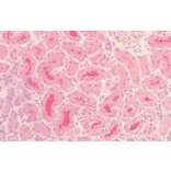 Immunohistochemistry - Anti-Tau Antibody (A304913) - Antibodies.com