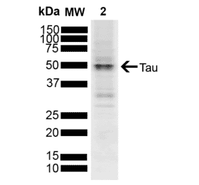 Western Blot - Anti-Tau Antibody (A304914) - Antibodies.com