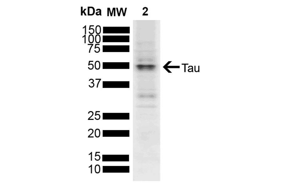 Western Blot - Anti-Tau Antibody (A304914) - Antibodies.com