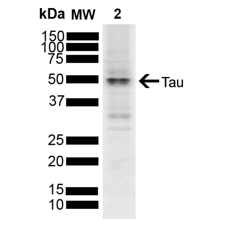 Western Blot - Anti-Tau Antibody (A304914) - Antibodies.com