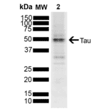 Western Blot - Anti-Tau Antibody (A304914) - Antibodies.com