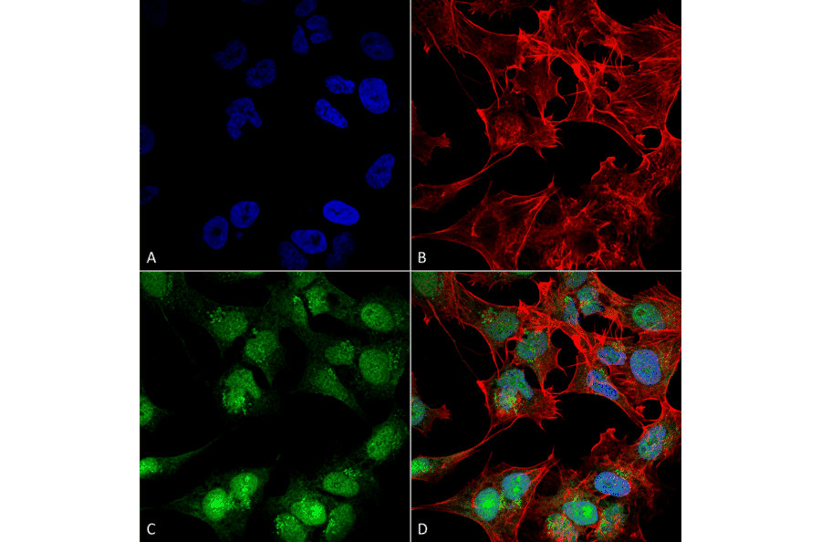 Immunocytochemistry/Immunofluorescence - Anti-Beclin 2 Antibody (A304915) - Antibodies.com