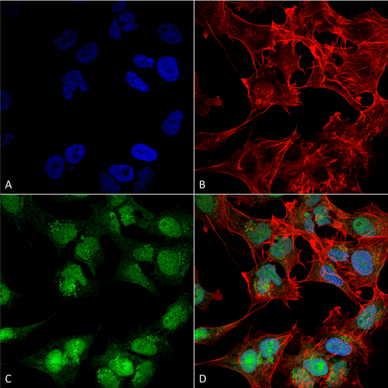 Immunocytochemistry/Immunofluorescence - Anti-Beclin 2 Antibody (A304915) - Antibodies.com