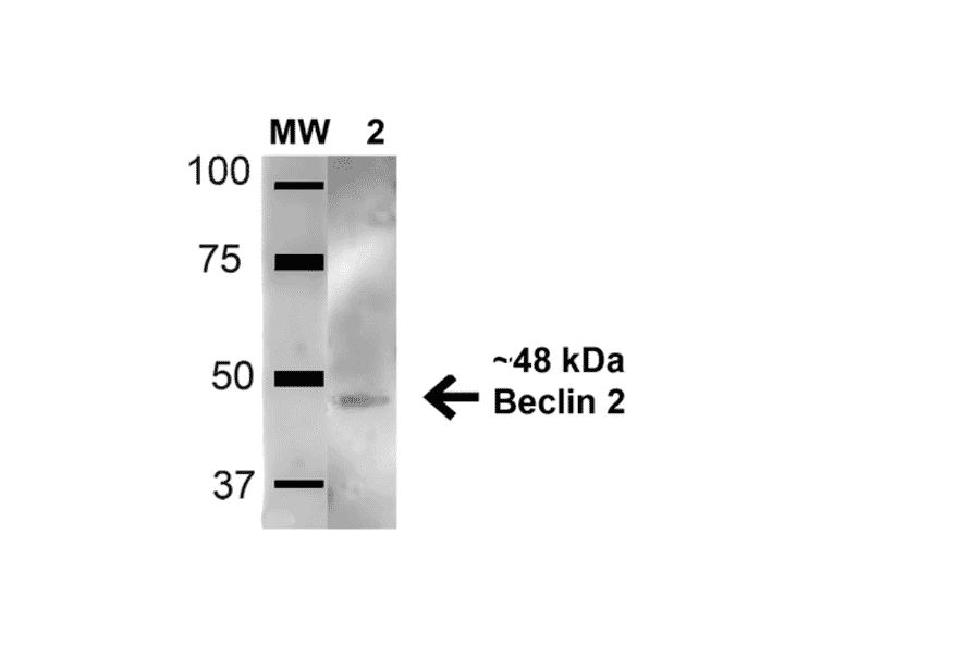 Western Blot - Anti-Beclin 2 Antibody (A304915) - Antibodies.com