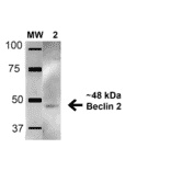 Western Blot - Anti-Beclin 2 Antibody (A304915) - Antibodies.com