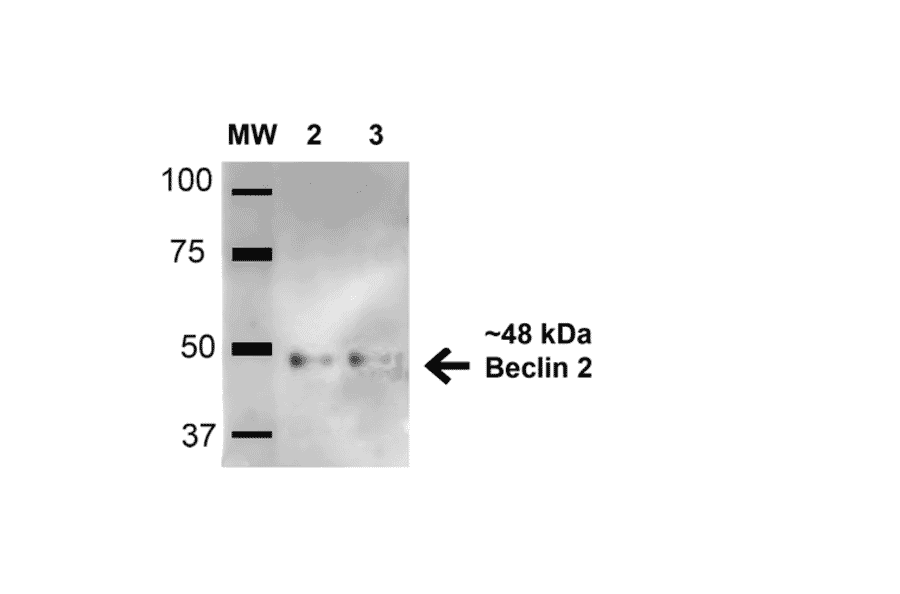 Western Blot - Anti-Beclin 2 Antibody (A304915) - Antibodies.com