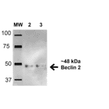 Western Blot - Anti-Beclin 2 Antibody (A304915) - Antibodies.com