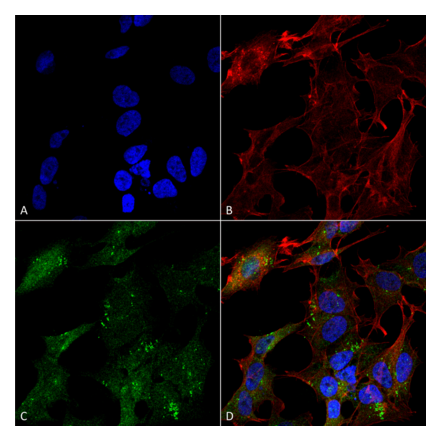 Immunocytochemistry/Immunofluorescence - Anti-ATG4B Antibody (A304916) - Antibodies.com