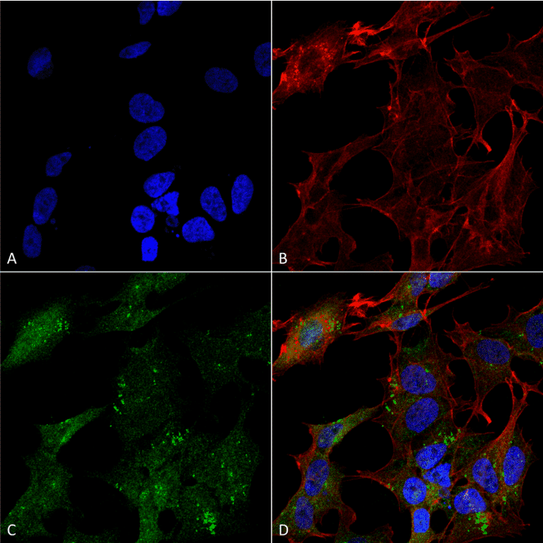 Immunocytochemistry/Immunofluorescence - Anti-ATG4B Antibody (A304916) - Antibodies.com