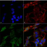 Immunocytochemistry/Immunofluorescence - Anti-ATG4B Antibody (A304916) - Antibodies.com