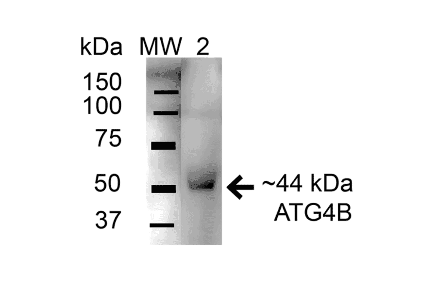 Western Blot - Anti-ATG4B Antibody (A304916) - Antibodies.com