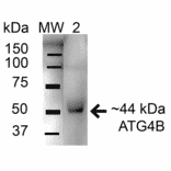 Western Blot - Anti-ATG4B Antibody (A304916) - Antibodies.com