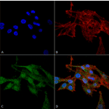 Immunocytochemistry/Immunofluorescence - Anti-RIP3 Antibody (A304917) - Antibodies.com