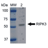 Western Blot - Anti-RIP3 Antibody (A304917) - Antibodies.com