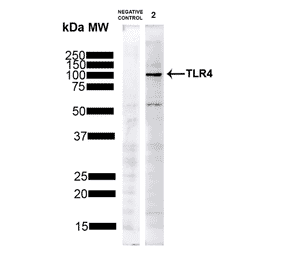 Western Blot - Anti-TLR4 Antibody (A304918) - Antibodies.com
