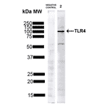 Western Blot - Anti-TLR4 Antibody (A304918) - Antibodies.com