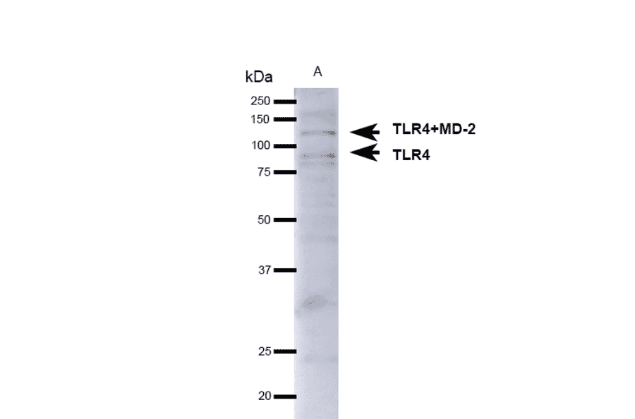 Western Blot - Anti-TLR4 Antibody (A304918) - Antibodies.com