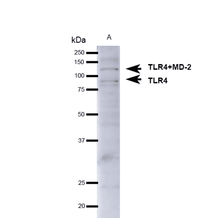 Western Blot - Anti-TLR4 Antibody (A304918) - Antibodies.com