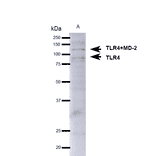 Western Blot - Anti-TLR4 Antibody (A304918) - Antibodies.com