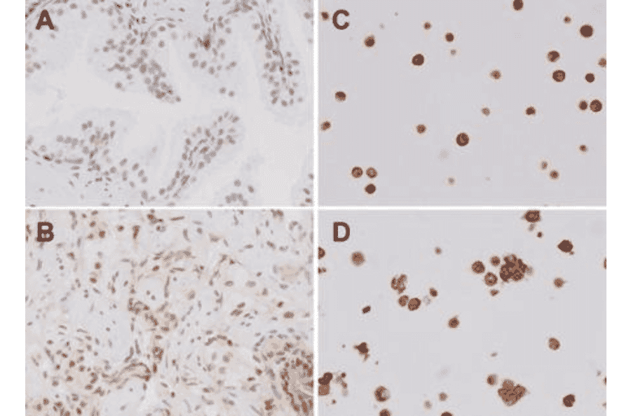 Immunohistochemistry - Anti-TLR4 Antibody (A304918) - Antibodies.com