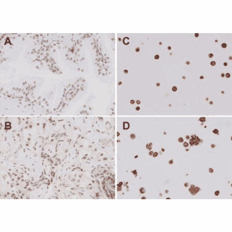Immunohistochemistry - Anti-TLR4 Antibody (A304918) - Antibodies.com