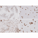 Immunohistochemistry - Anti-TLR4 Antibody (A304918) - Antibodies.com