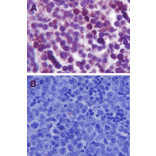Immunohistochemistry - Anti-TLR4 Antibody (A304918) - Antibodies.com